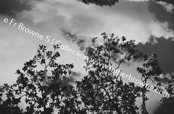 ST MARYS OAK LEAVES & SKY EMO COURT